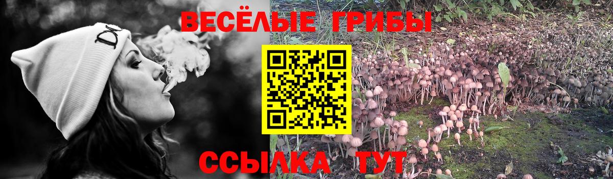 Псилоцибиновые грибы GOLDEN TEACHER Осинники